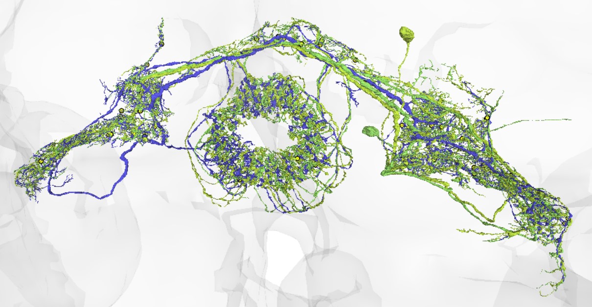 Ring neurons